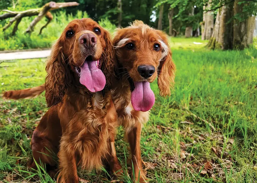 Two happy dogs together