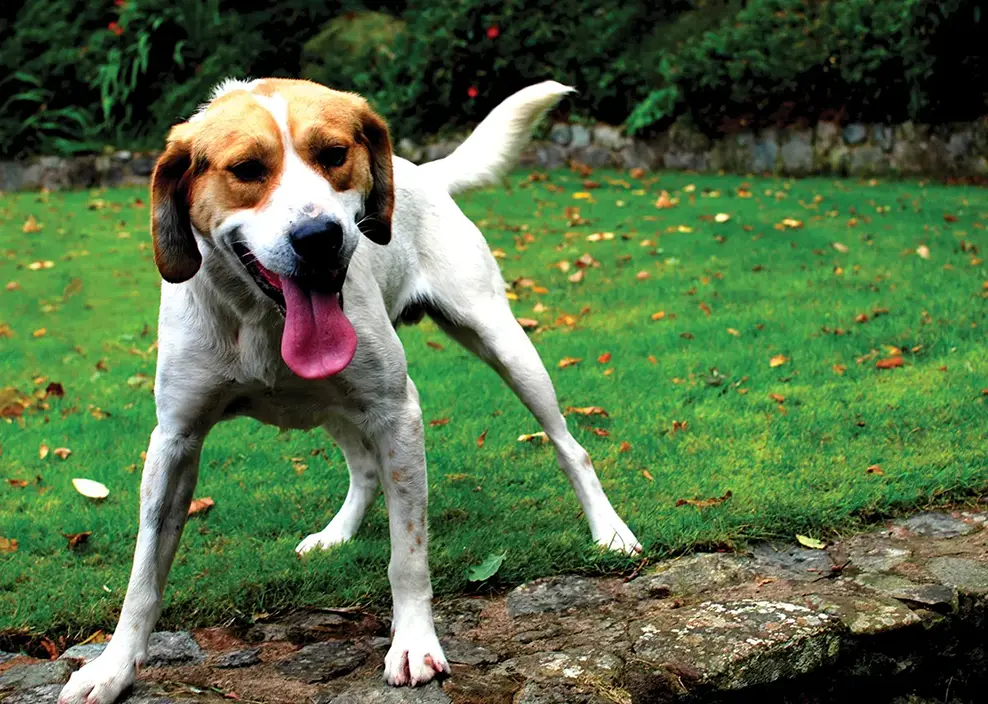 A happy dog in the garden