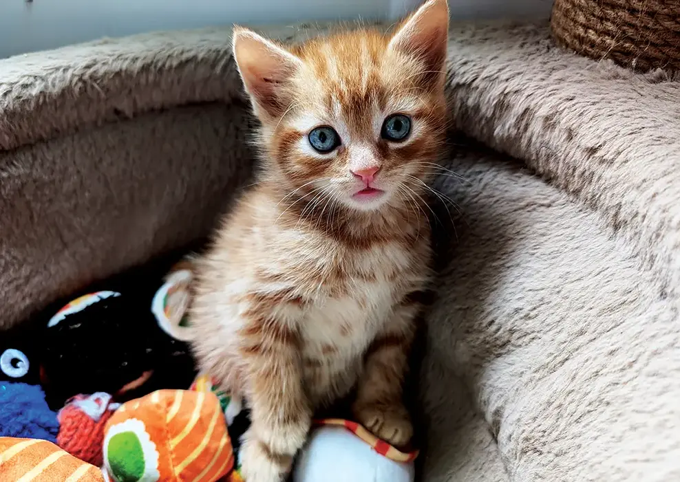 A playful kitten at the shelter
