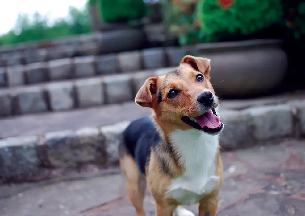 A happy rescue dog at Grovehill
