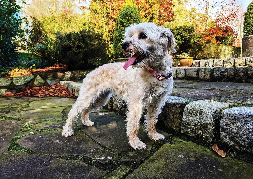 A terrier in the autumn garden