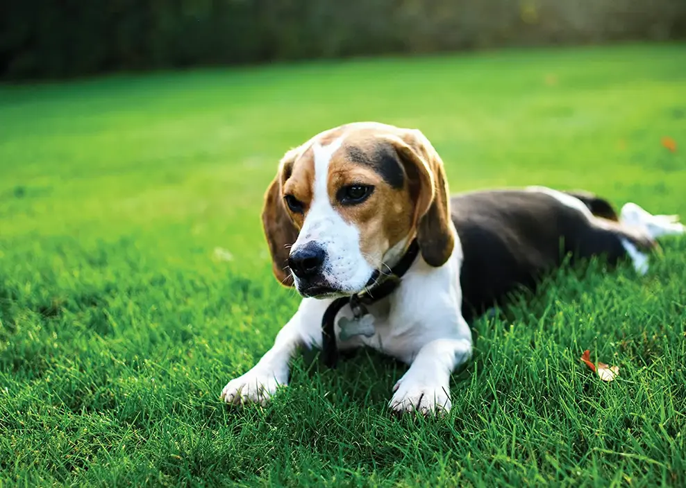 A dog relaxing in the sunshine